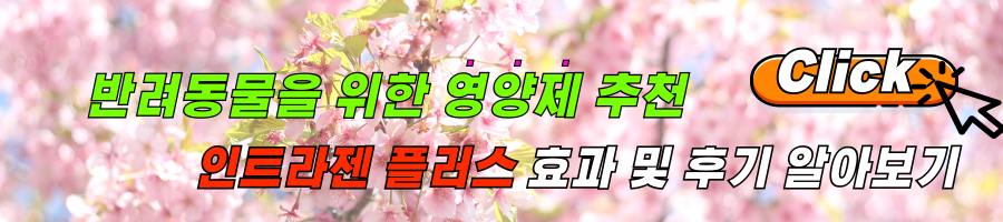 반려동물 영양제 인트라젠 플러스 실제 후기 및 구입 링크 알아보기