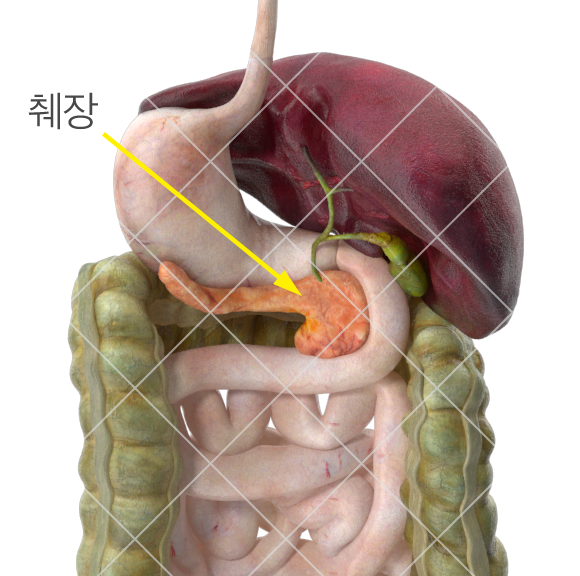 췌장의 모양과 위치