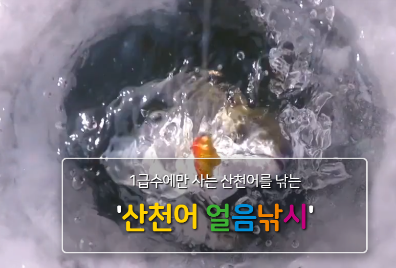 2025 화천 산천어축제 기본정보 및 무료 낚시 이벤트 신청 방법