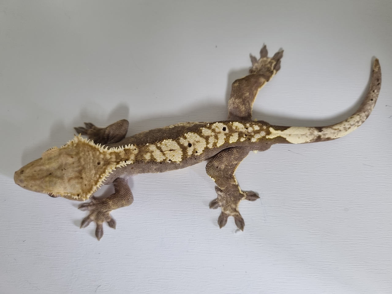 How to breed a crested gecko in Korea (Care sheet)