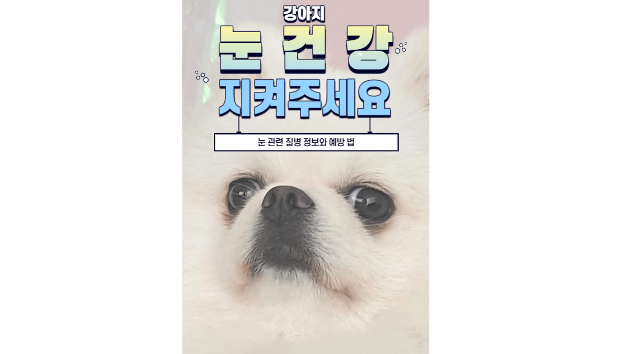 강아지의 눈 건강 : 눈 건강 유지와 질환 예방 법은 무엇일까? 2 ywAAAAAAQABAAACAUwAOw==
