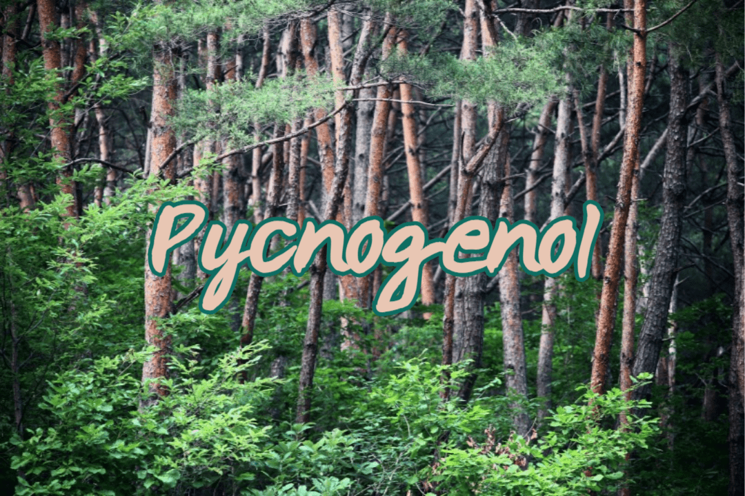 피크노제놀 : 알레르기와 염증 완화를 위한 천연 솔루션 1 Pycnogenol