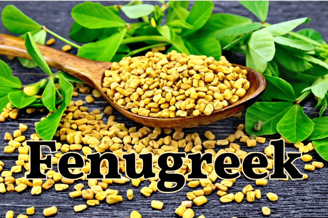 호로파, 자연의 건강 비법: 효능부터 부작용까지 1 Fenugreek