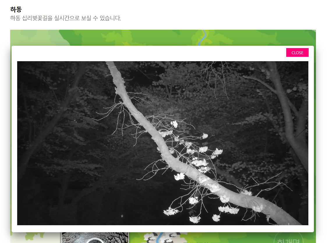 하동벚꽃CCTV 실시간 십리벚꽃길 2