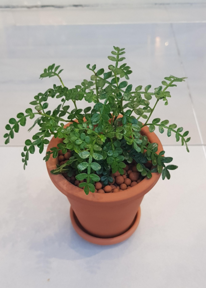 산초 키우기 산초나무 효능 알어 보기