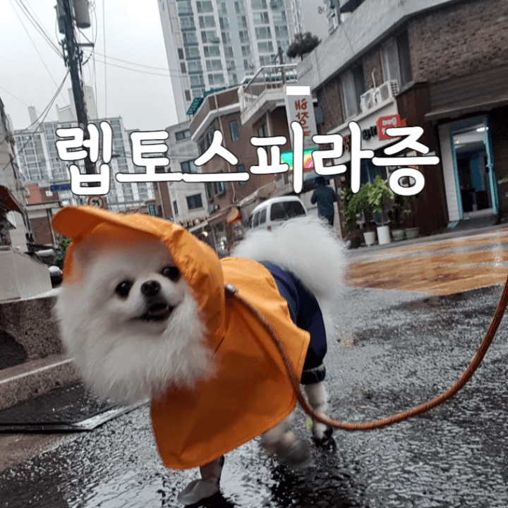 산책 시 물 웅덩이 조심하세요: 강아지 렙토스피라증 1 강아지 렙토스피라증