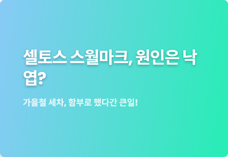 낙엽 쓸다 셀토스 흠집? 우리의 흔한 실수 - 슬기로운 경제생활