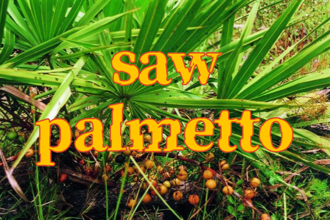 전립선 건강을 위한 자연의 선물: 쏘팔메토 1 saw palmetto