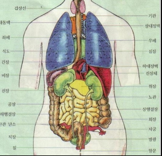 위 위치 (위장), 모양, 구조와 기능