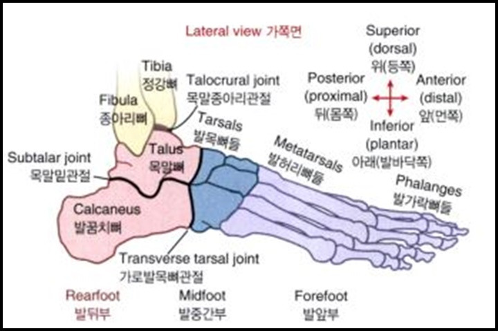 발, 발목 관절의 구조와 해부학