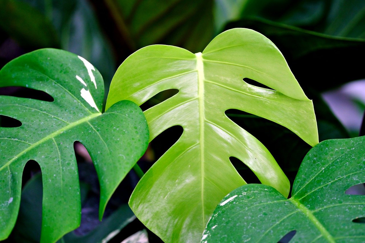 Monstera Deliciosa(몬스테라 델리시오사)의 정의와 키우는방법, 관리방법 및 선물 의미