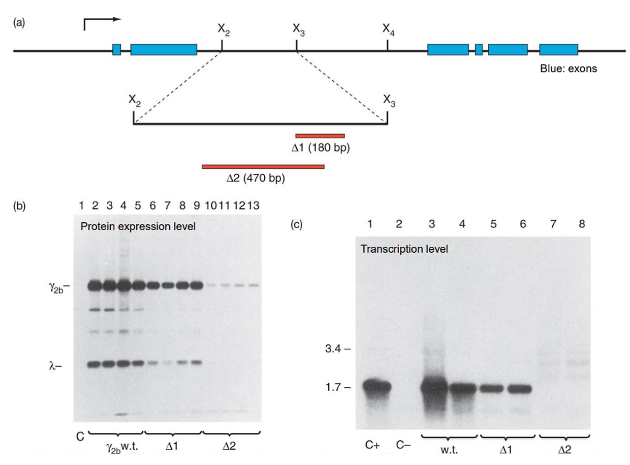 [분자생물학] 10.4 진핵생물의 enhancer, silencer