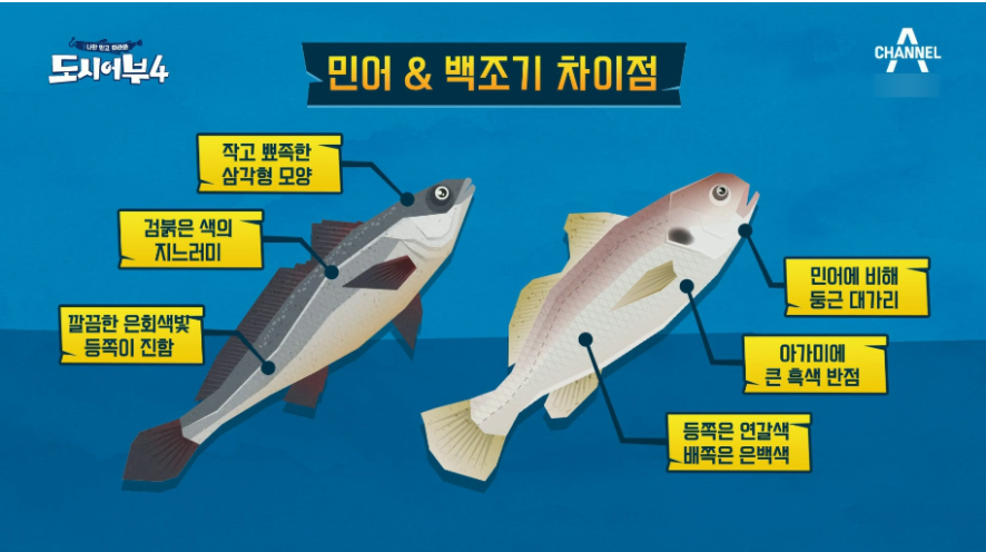 백조기 낚시 채비 조기 종류 민어 참조기 침조기 수조기 부세 - Fishing Camping Tour