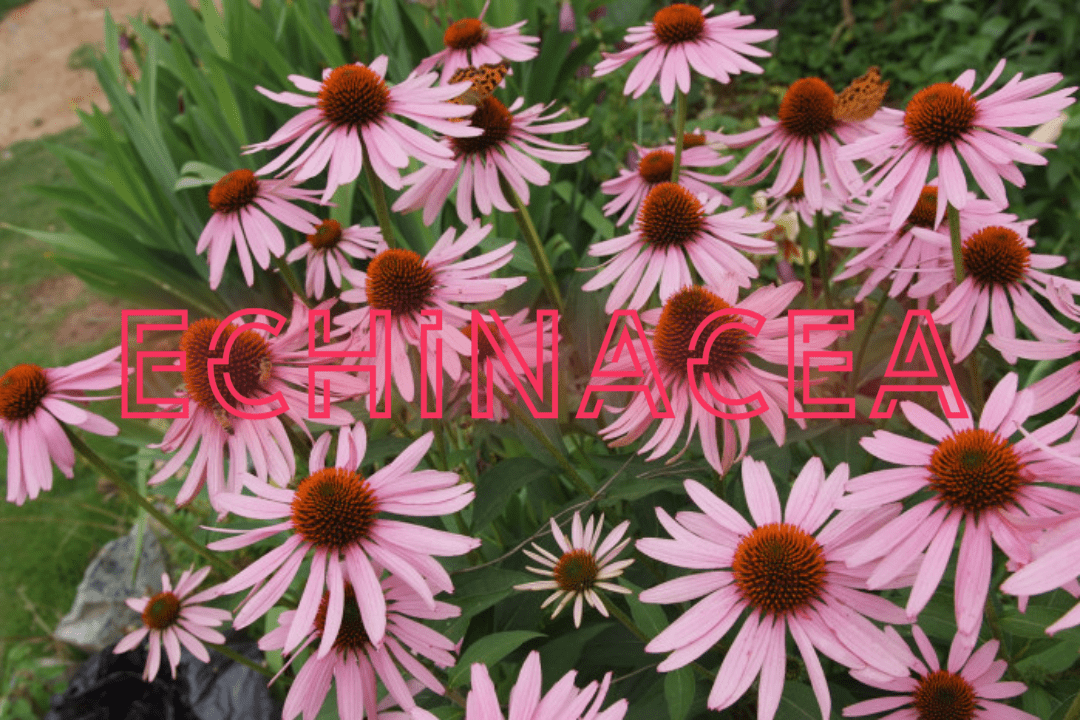 면역력 강화의 비밀, 에키네시아 알아보기 1 Echinacea
