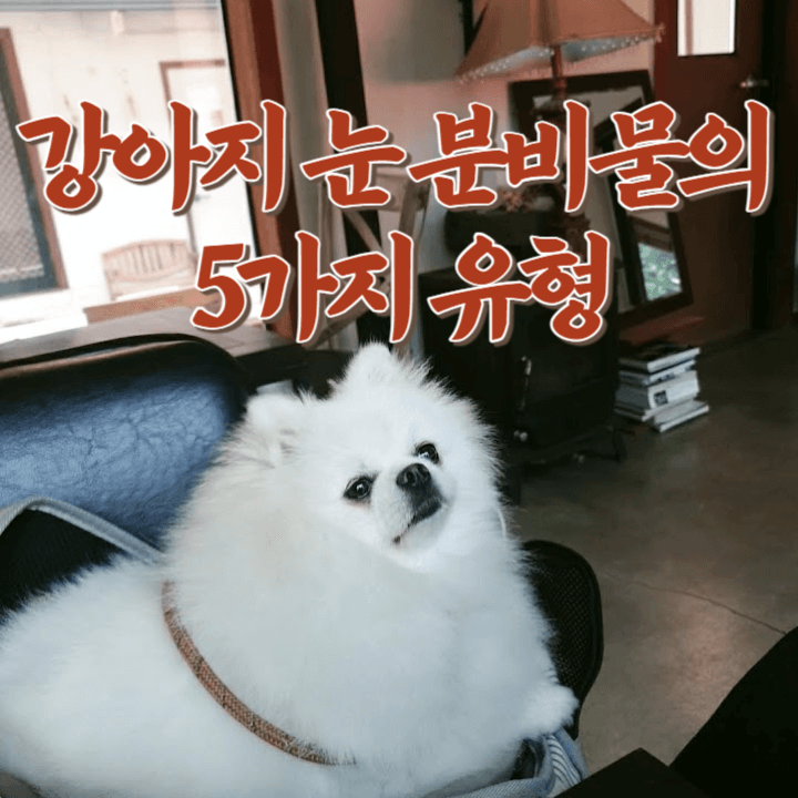 강아지 눈 분비물의 5가지 유형과 병원에 가야 할 때 1 강아지-눈-분비물-유형