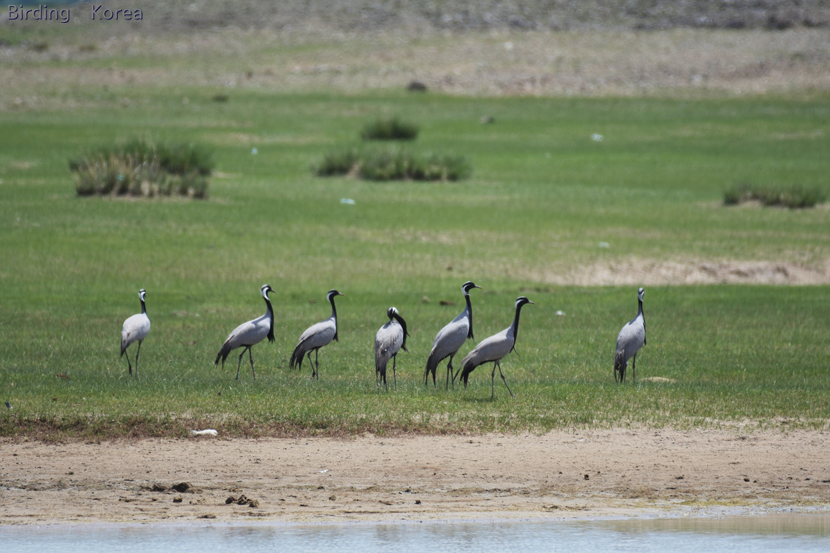 7-kinds-of-cranes-in-south-korea