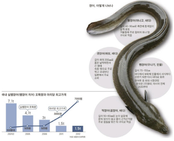 민물장어와 바다장어의 차이점 및 효능