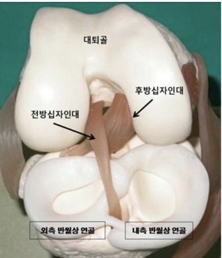 무릎관절의 해부학 구조