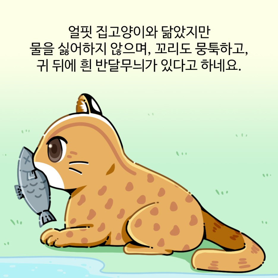 멸종위기 동물 2급 삵을 아시나요?