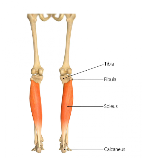 Soleus (비장근, 가자미근)