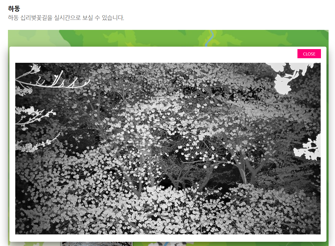 하동벚꽃CCTV 실시간 십리벚꽃길 1