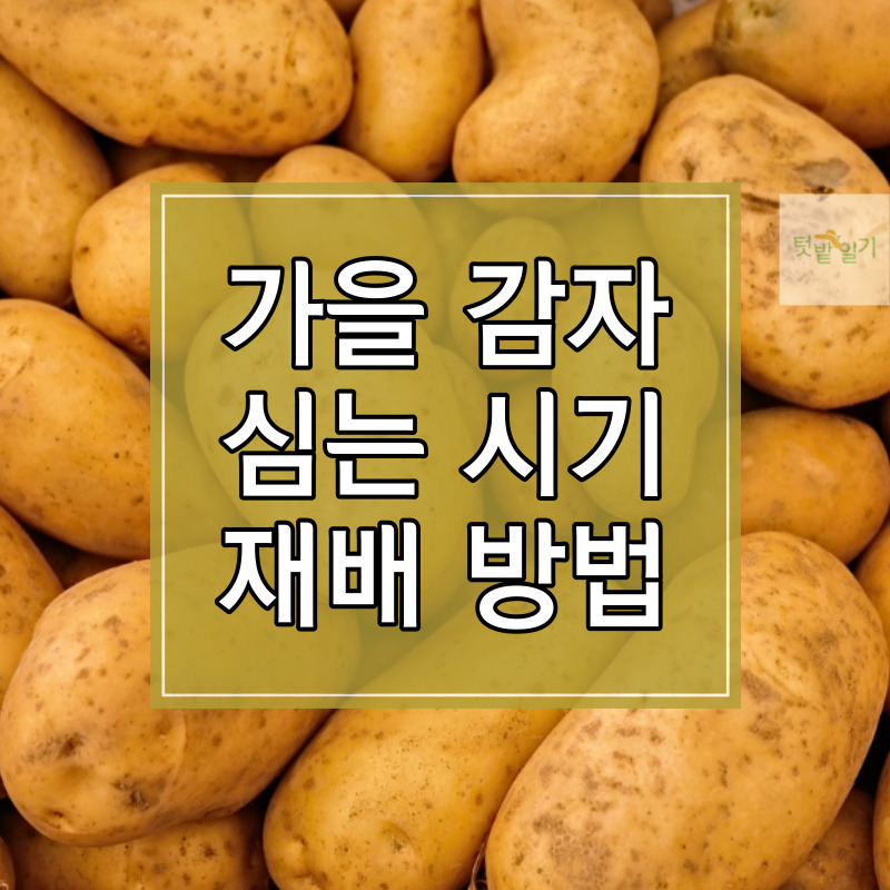 2023년 가을 감자 심는 시기 및 재배방법 알아보기