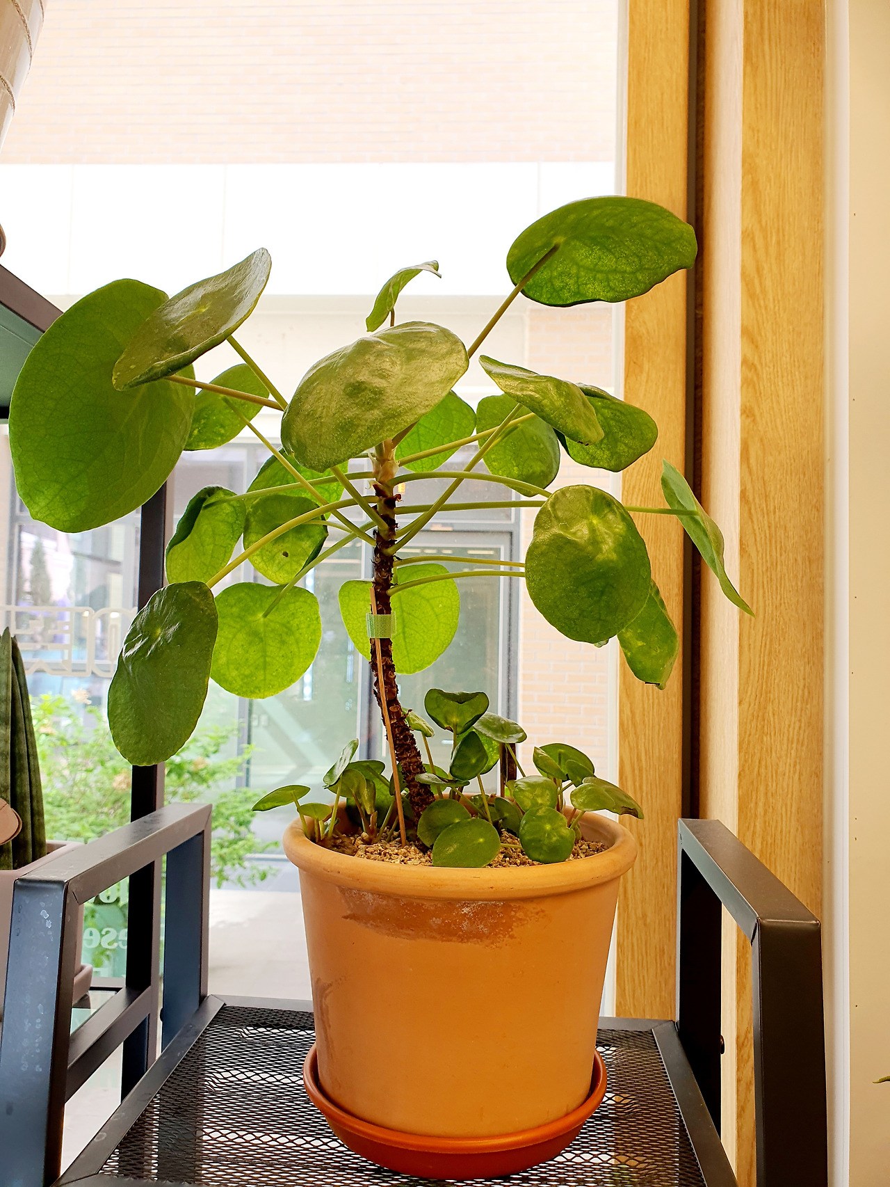 Top 50 most popular foliage plants in the world