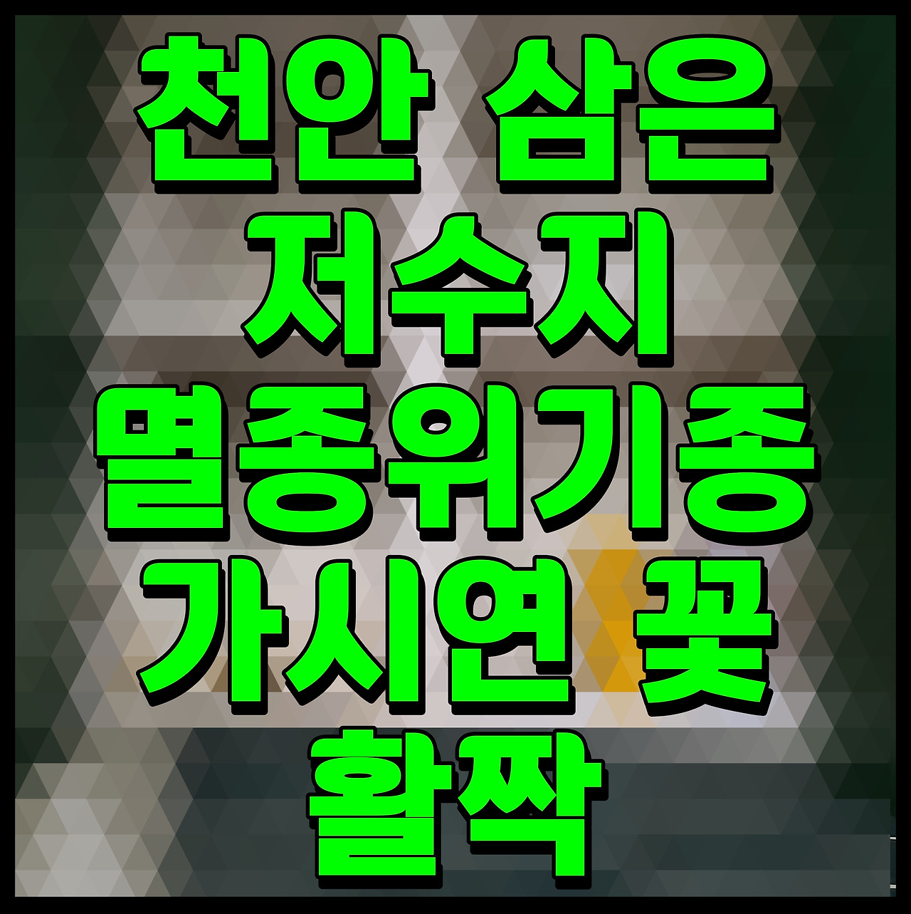 천안 삼은저수지 멸종위기종 가시연 꽃 활짝