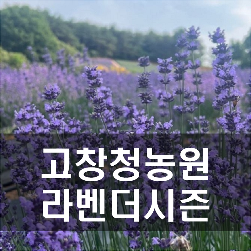 아로스 팝업