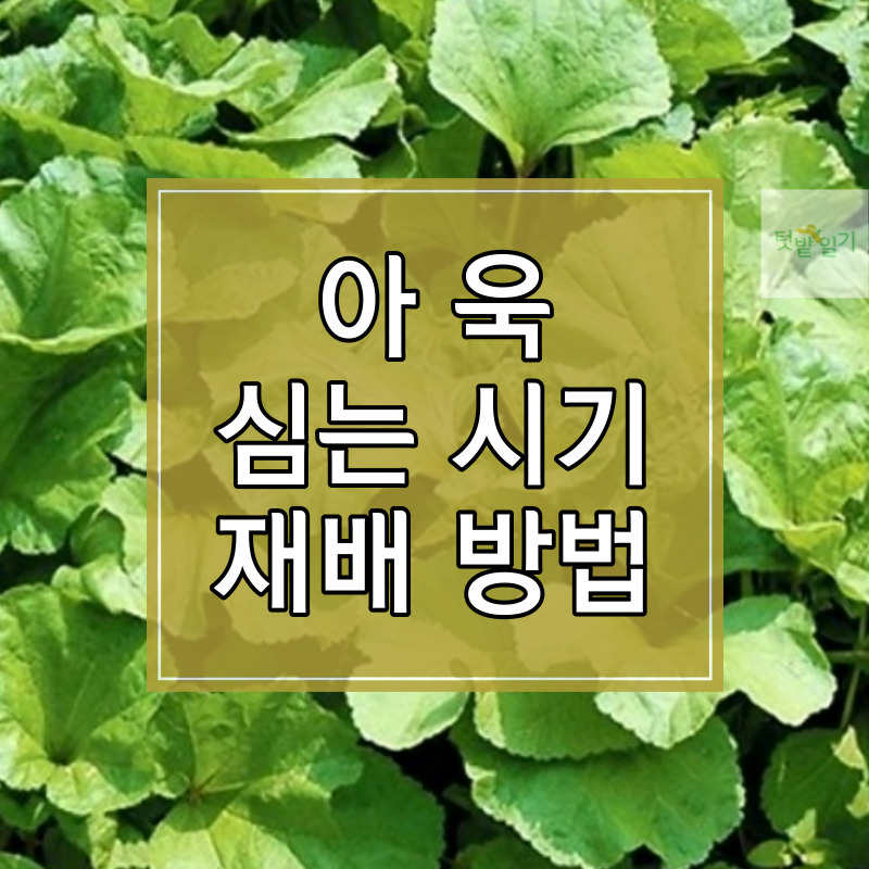 2023년 아욱 심는 시기 및 재배방법 알아보기