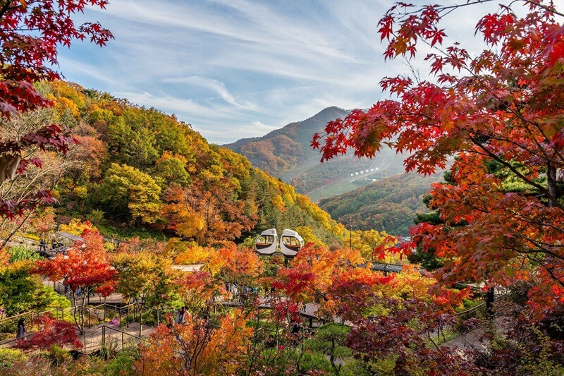 숲으로 이미지