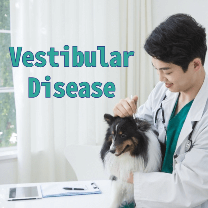 강아지의 전정기관 질환(Vestibular Disease) 1 Vestibular Disease
