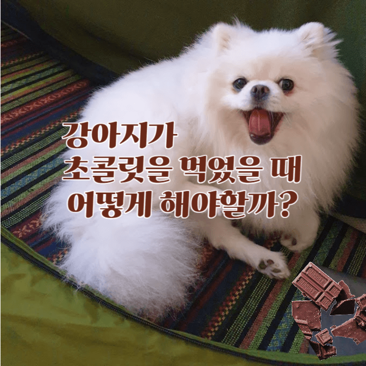 강아지가 초콜릿을 먹었을 때 : 이렇게 해 주세요! 1 강아지가-초콜릿을-먹었을 때-대처 방법