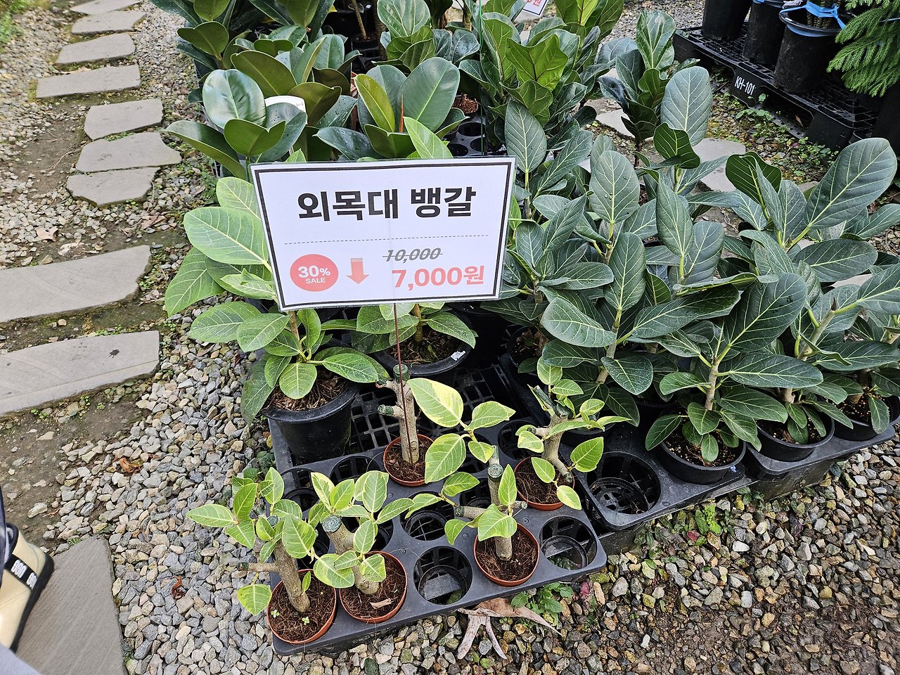 파주 가볼만한곳 :: 무료 수목원 실내 화훼단지 조인폴리아 18 ywAAAAAAQABAAACAUwAOw==