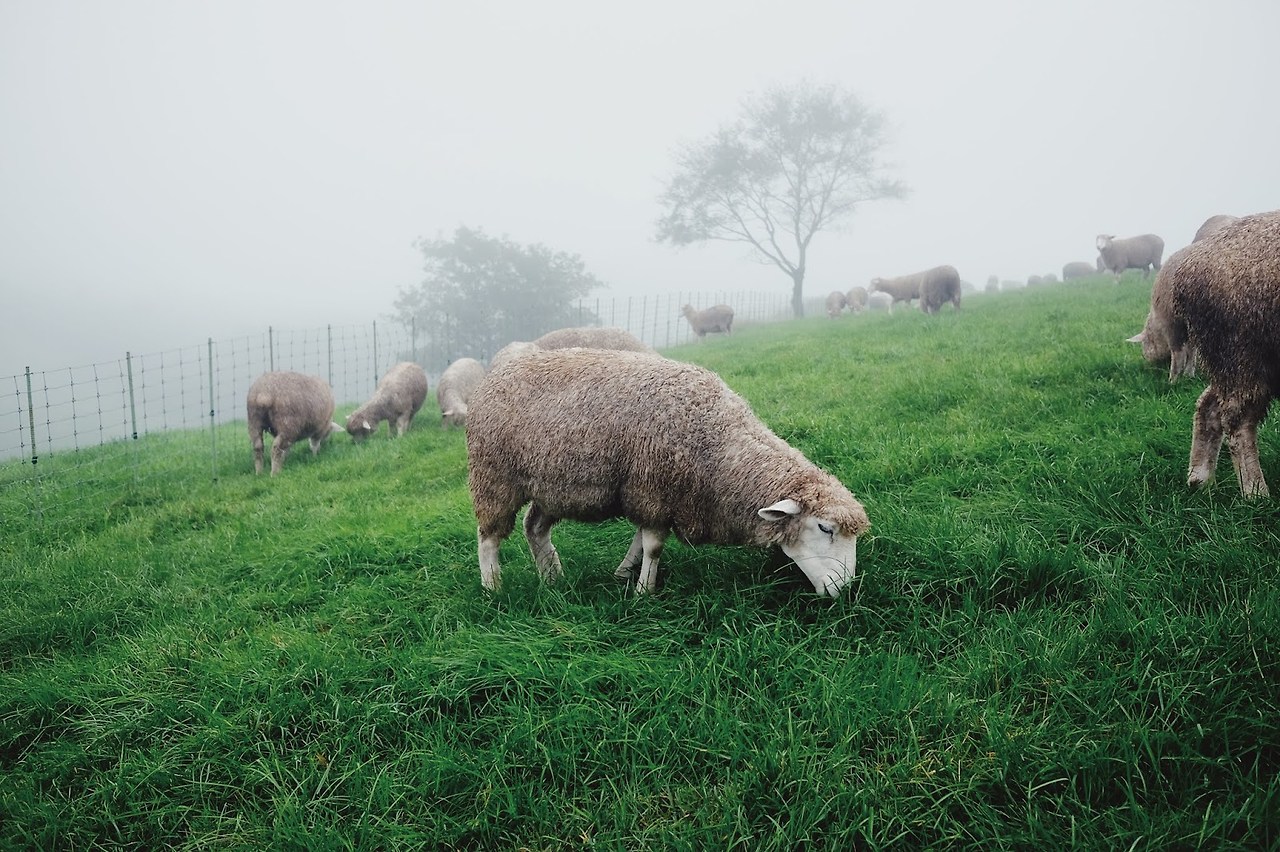 강원도 대관령 양떼목장, A Peaceful Day at Daegwallyeong Sheep Farm in Gangwon-do