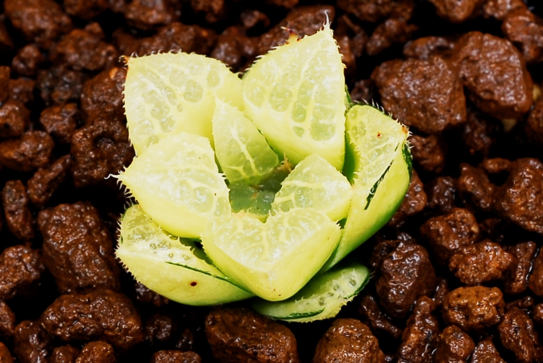 콤프토니아나 금 Variegata 