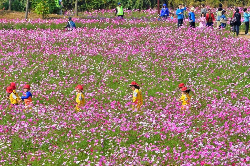 드림파크 국화축제 등 핑크뮬리 인생샷 TOP17 서울, 경기, 인천