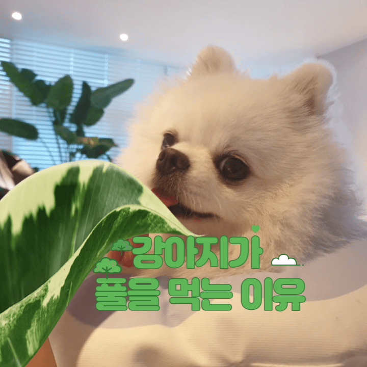 강아지가 풀을 먹는 이유는 무엇일까? 1 강아지가-풀을-먹는-이유