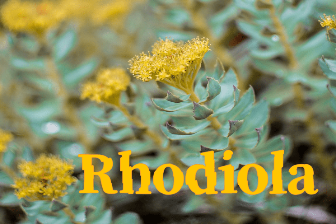 피로 탈출! 로디올라의 놀라운 효능 1 Rhodiola