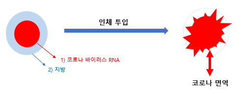 아스트라제네카 원리 설명 (화이자/모더나 차이)