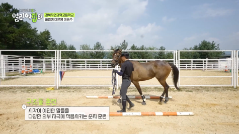 근대 5종 국가대표 전웅태 선수 코치였다는 승마계 오은영 | 인스티즈