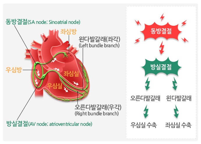가슴이 뛰는 이야기: 부정맥에 대해 알아야 할 사항들 2 부정맥증상