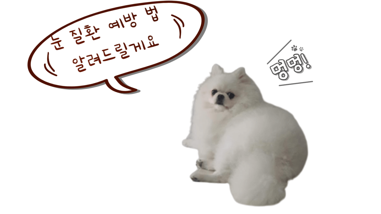 강아지의 눈 건강 : 눈 건강 유지와 질환 예방 법은 무엇일까? 6 ywAAAAAAQABAAACAUwAOw==