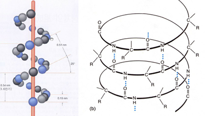 amide plane peptide backbone