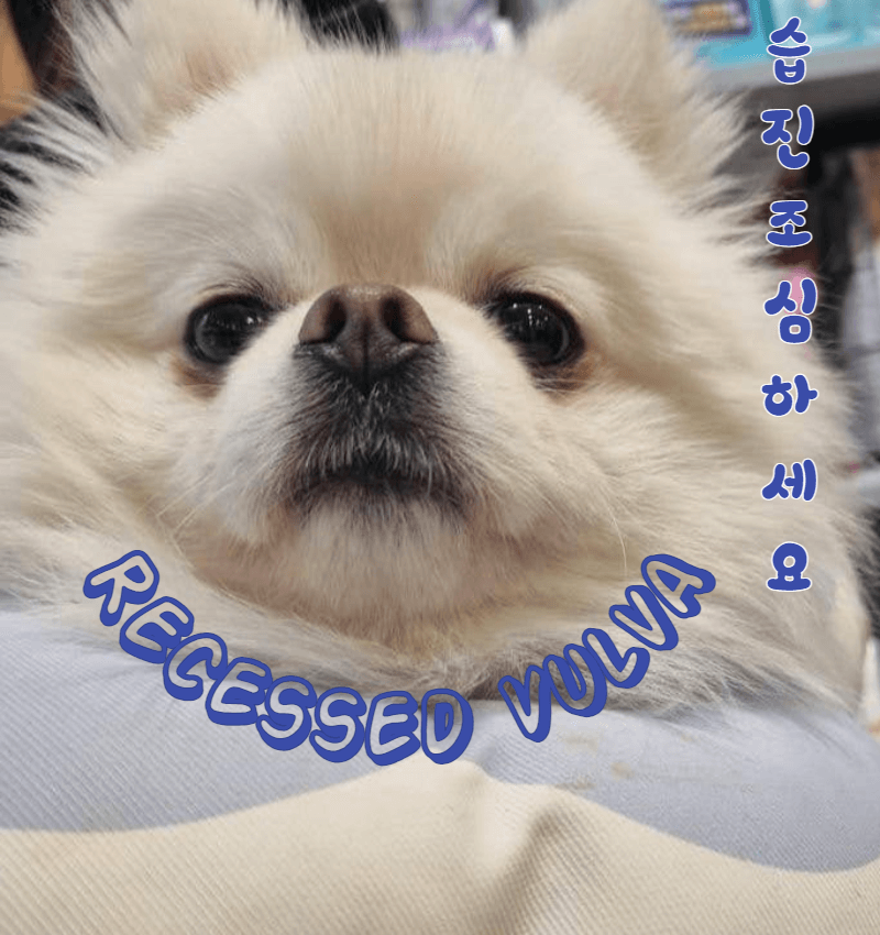 강아지 함몰형 외음부(Recessed Vulva): 습진 조심하세요! 1 Recessed Vulva