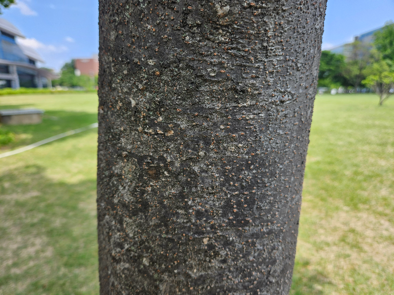 느티나무 (Sawleaf zelkova)