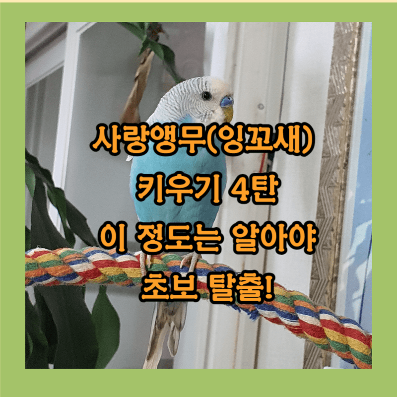 사랑앵무(잉꼬새) 키우기 4탄 이 정도는 알아야 초보 탈출!