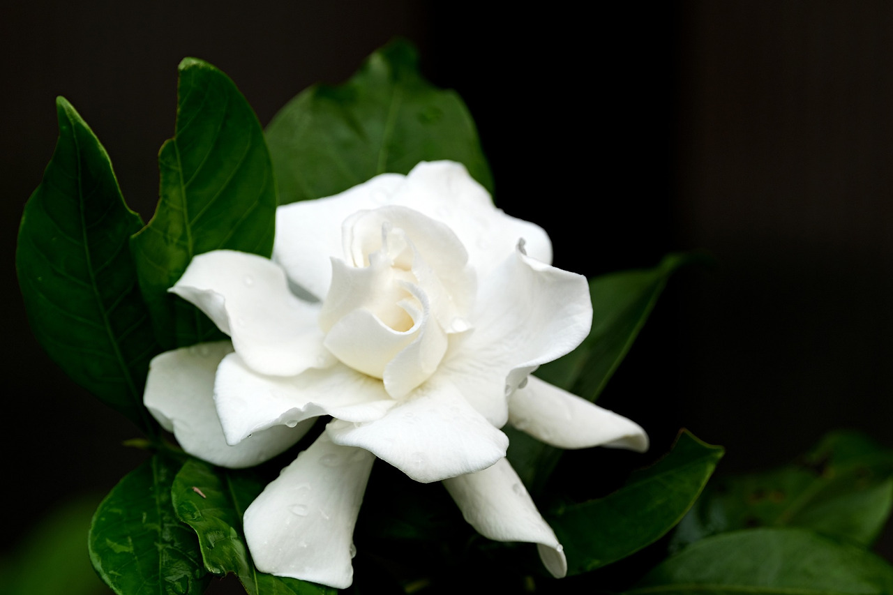 치자꽃(Gardenia)의 향기
