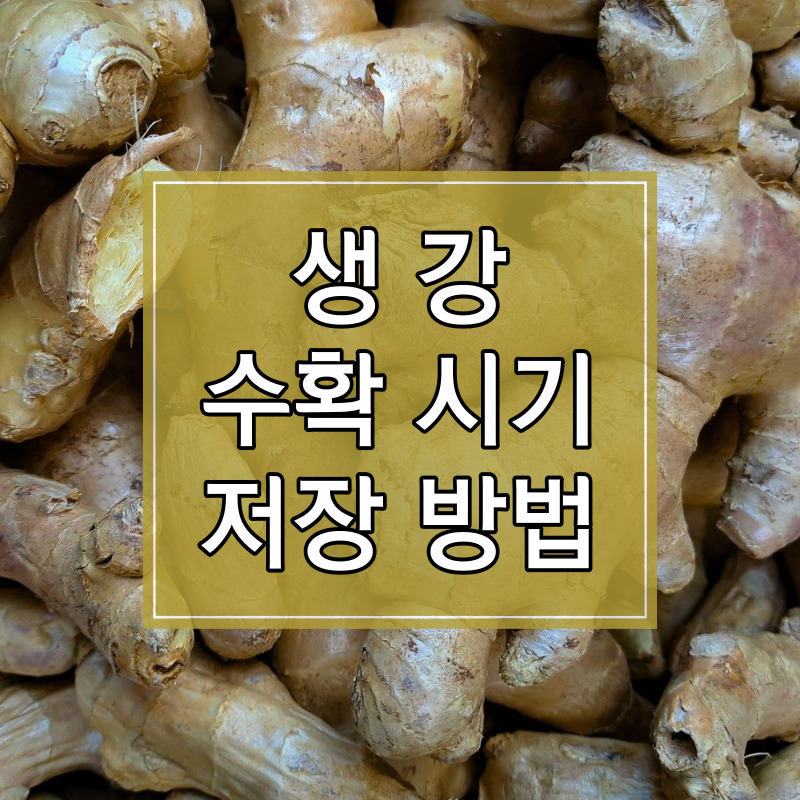 2023년 생강 수확시기 및 저장방법 알아보기