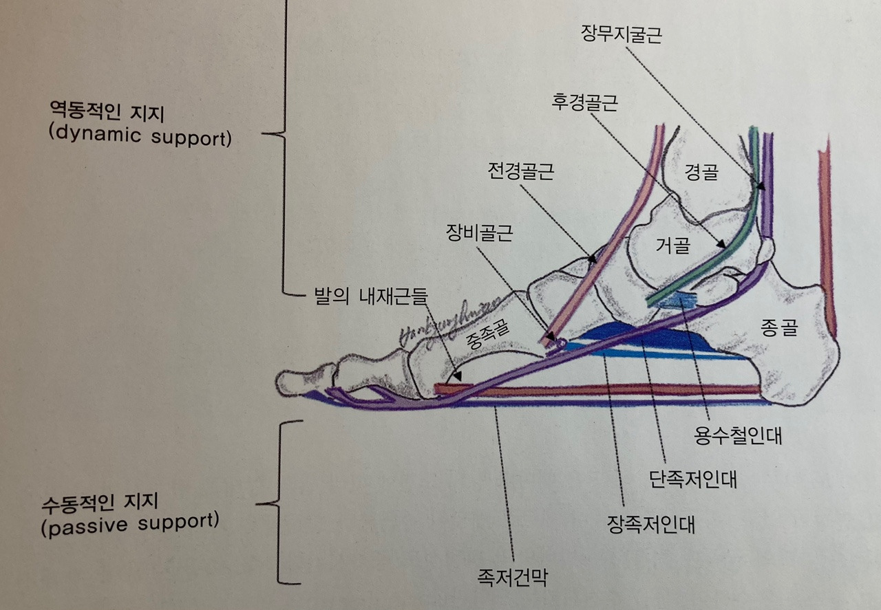 47. 발의 구조와 기능(Structure & Function of Foot)
